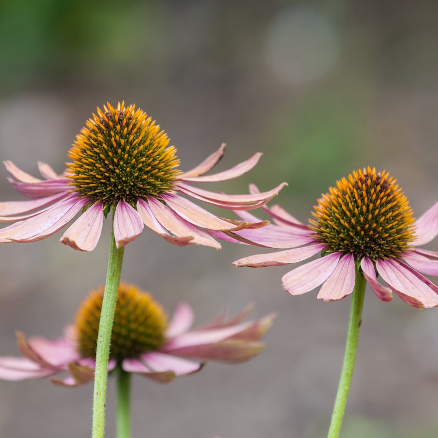 Zonnehoed (Echinacea purpurea) zaden