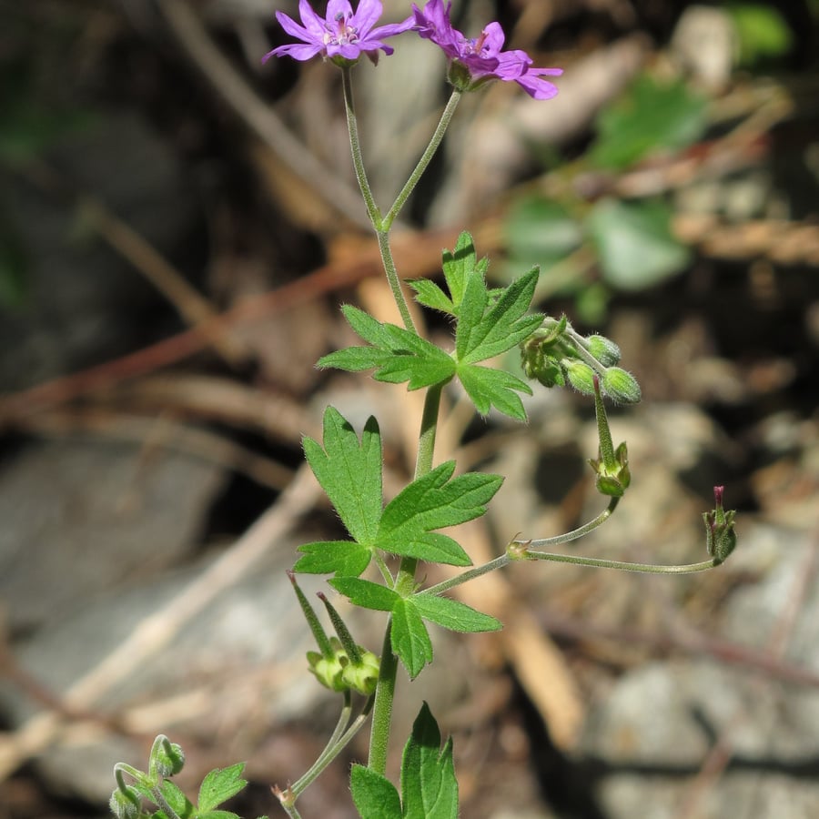 Bermooievaarsbek (Geranium pyrenaicum) zaden