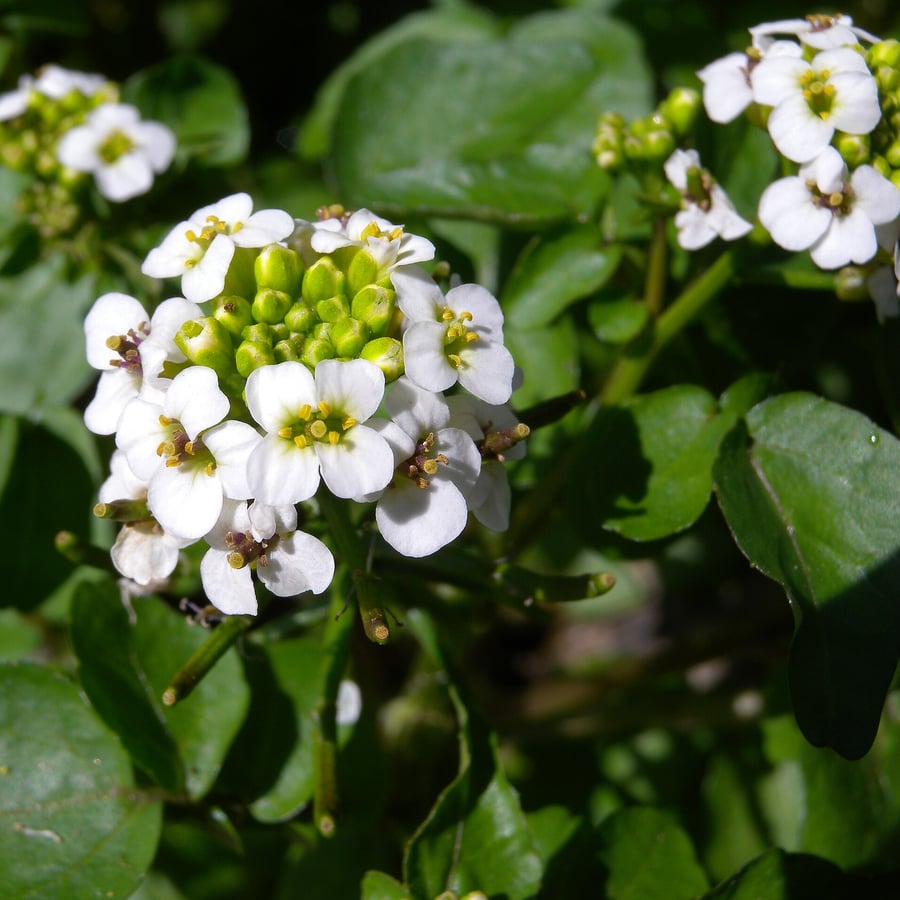 Witte waterkers (Nasturtium officinale) zaden