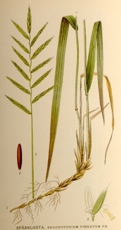 Gevinde kortsteel (Brachypodium pinnatum) zaden
