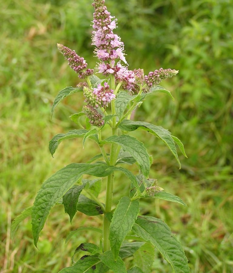 Hertsmunt (Mentha longifolia) zaden