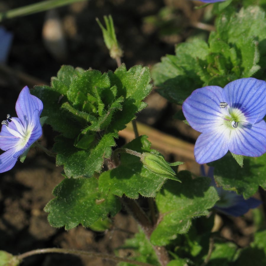 Grote ereprijs (Veronica persica) zaden