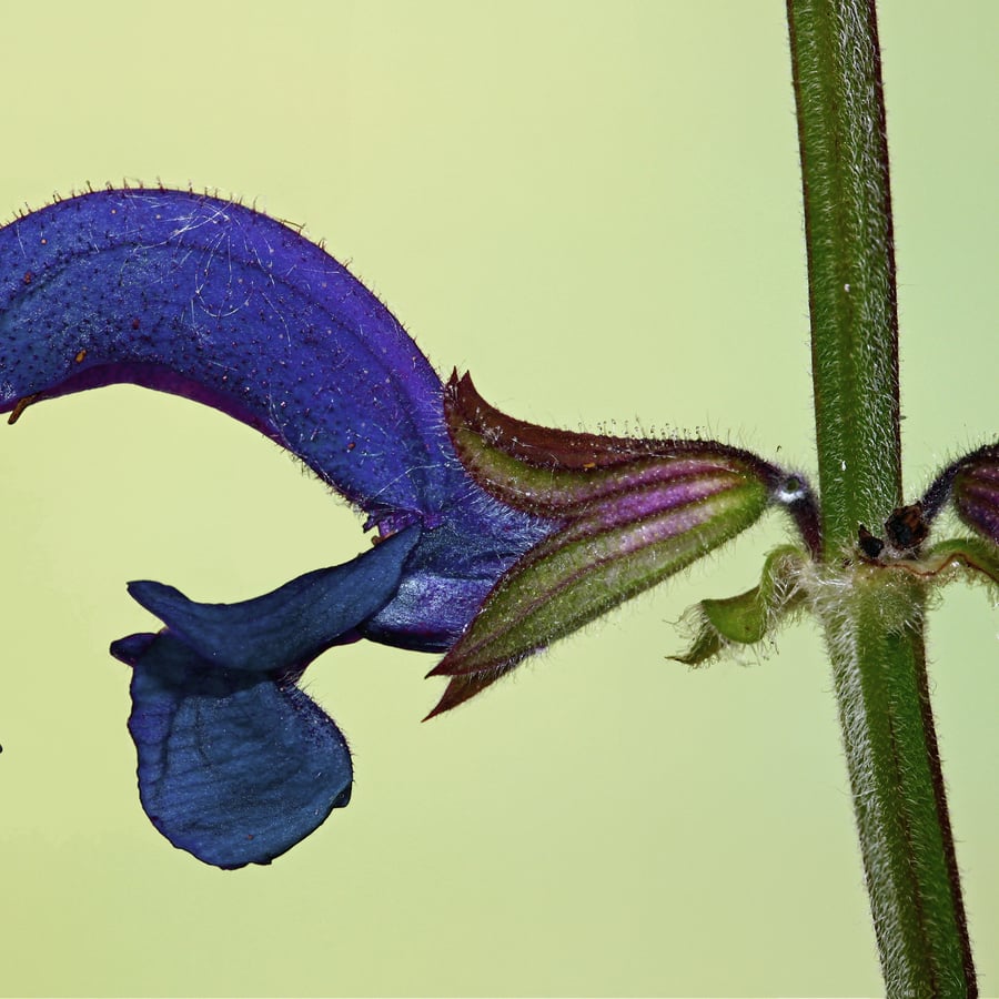 Veldsalie (Salvia pratensis) zaden