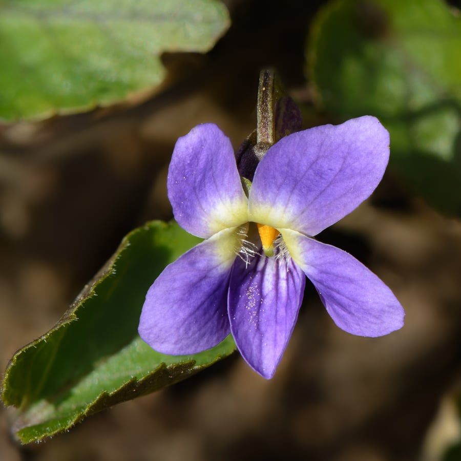 Maarts viooltje (Viola odorata) zaden