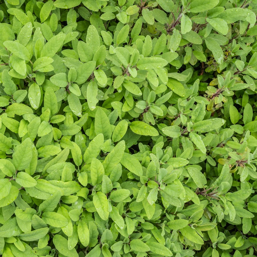 Echte salie (Salvia officinalis) zaden