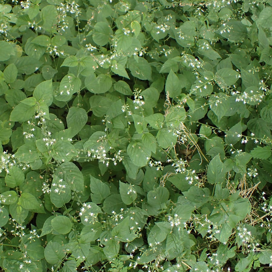 Groot heksenkruid (Circaea lutetiana) zaden