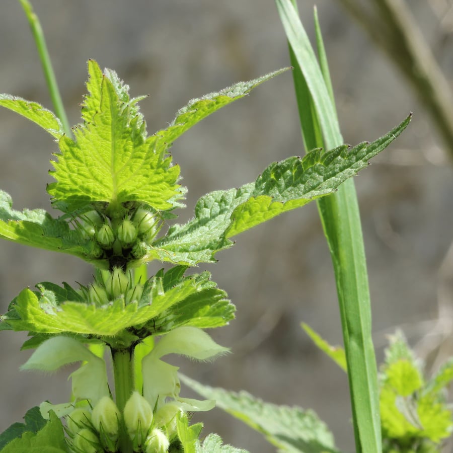 Lamium album (Witte dovenetel) zaden