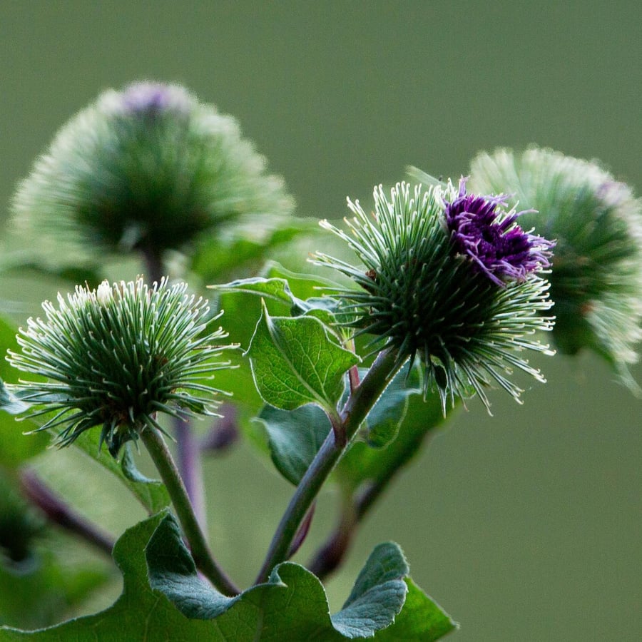 Grote klit BIO (Arctium lappa) zaden
