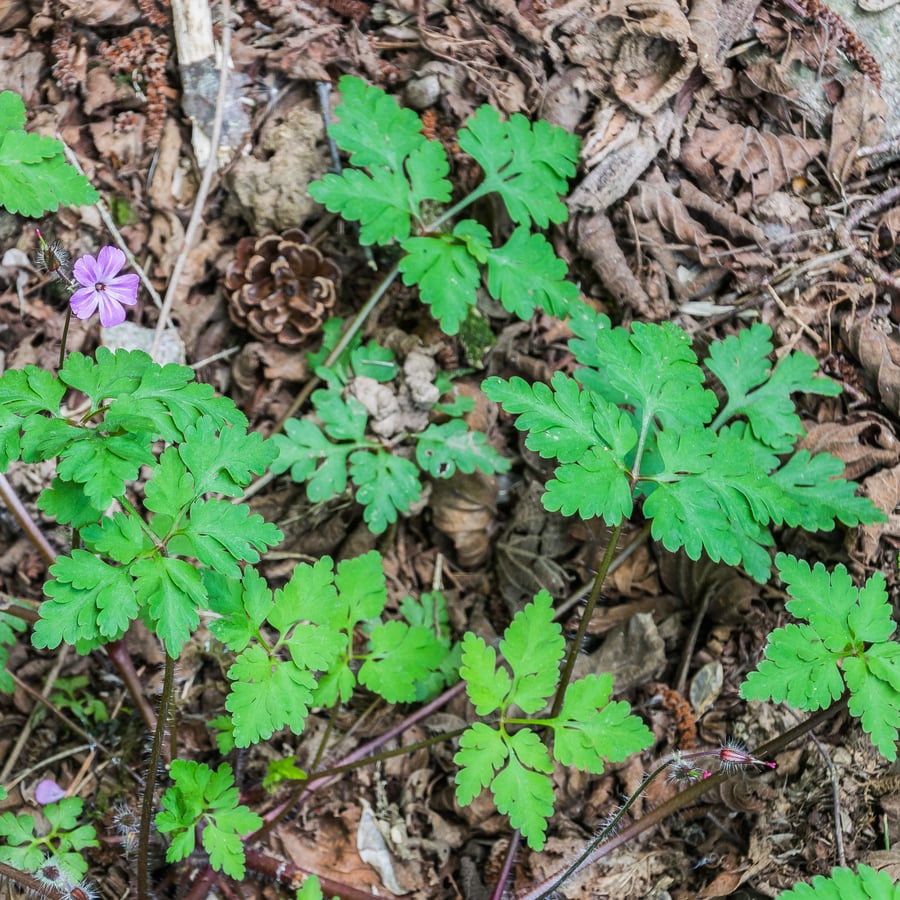 Robertskruid (Geranium robertianum) zaden