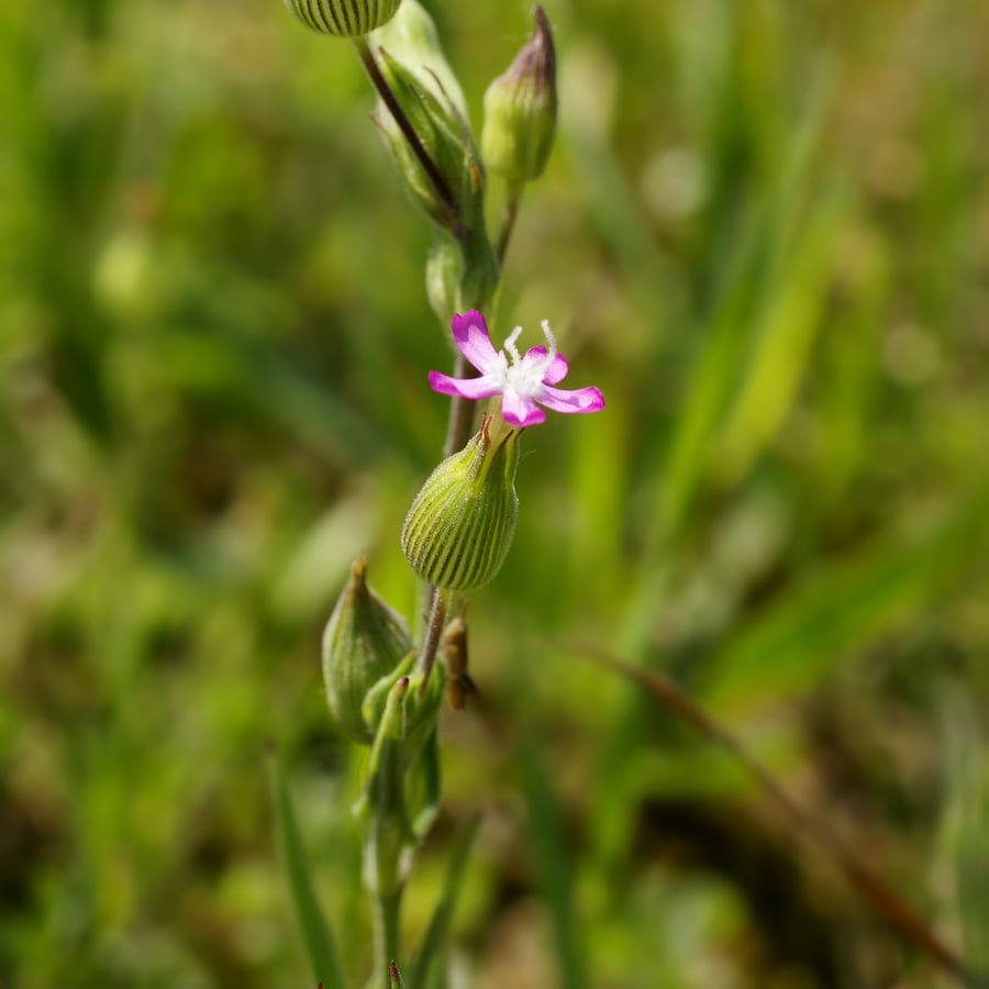 Kegelsilene (Silene conica) zaden