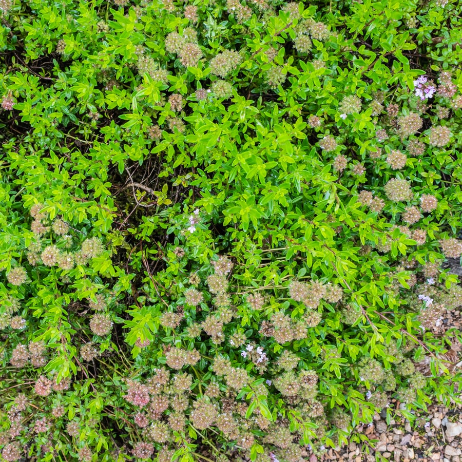 Kleine tijm (Thymus serpyllum) zaden