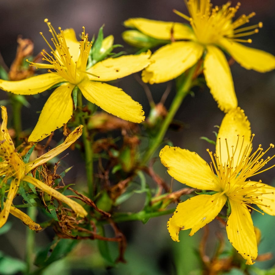 Sint-Janskruid BIO (Hypericum perforatum) zaden