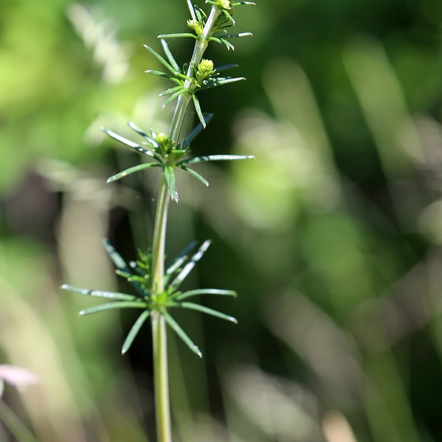 Geel walstro (Galium verum) zaden