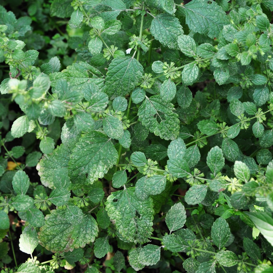 Citroenmelisse (Melissa officinalis) zaden