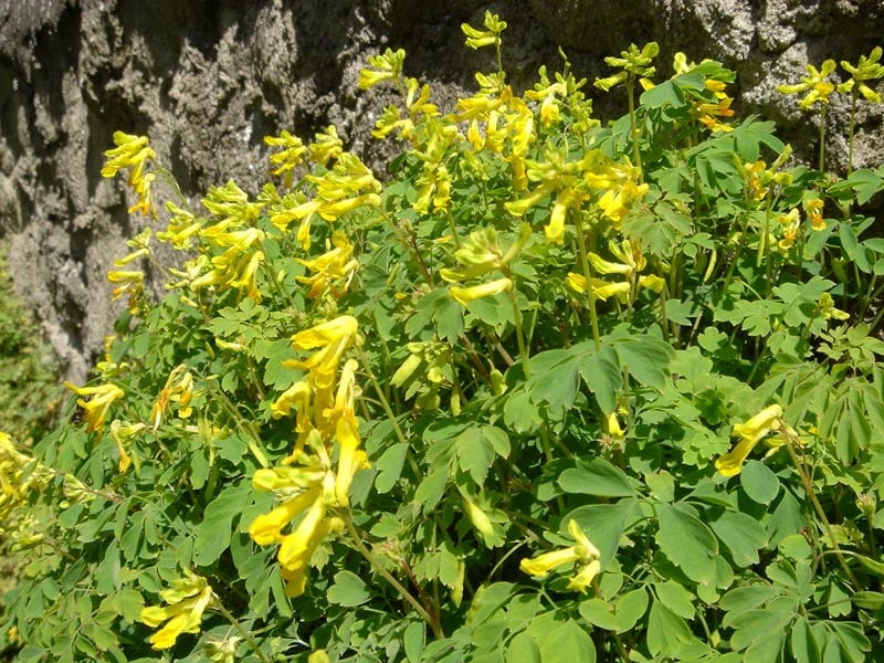 Gele helmbloem (Pseudofumaria lutea) zaden