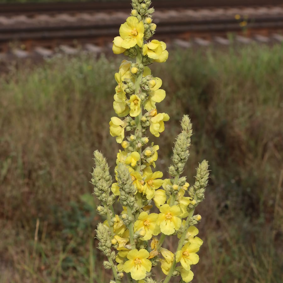 Keizerskaars (Verbascum phlomoides) zaden