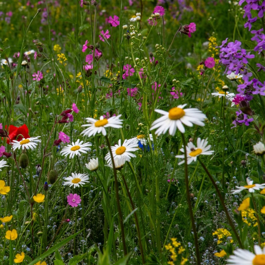 Bloemzode strook - Innemend Inheems (Zoden 24x10 cm) 