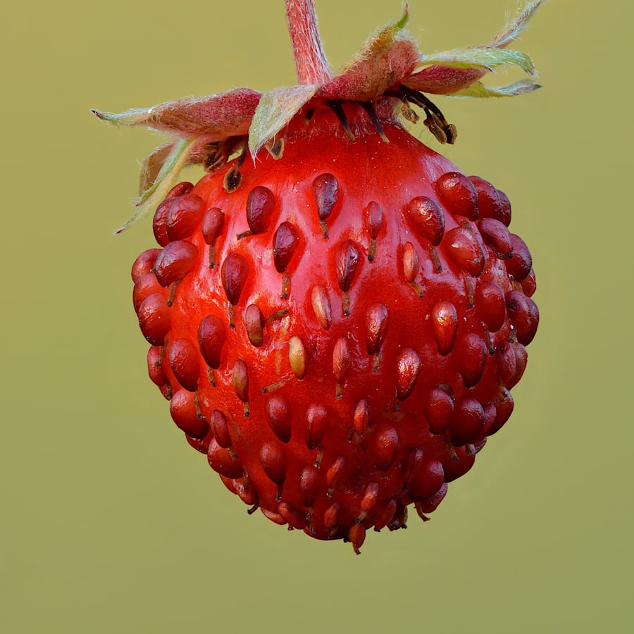 Bosaardbei (Fragaria vesca) zaden