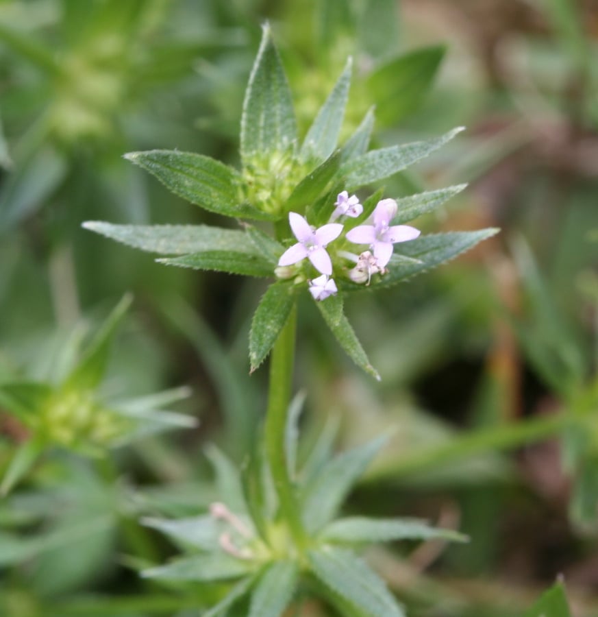 Blauw walstro (Sherardia arvensis) zaden