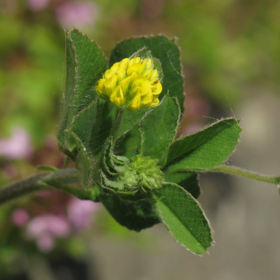 Hopklaver (Medicago lupulina) zaden