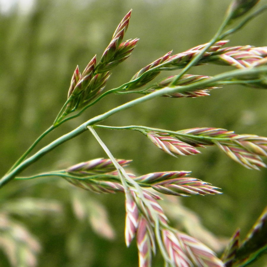 Rood zwenkgras BIO (Festuca rubra) zaden