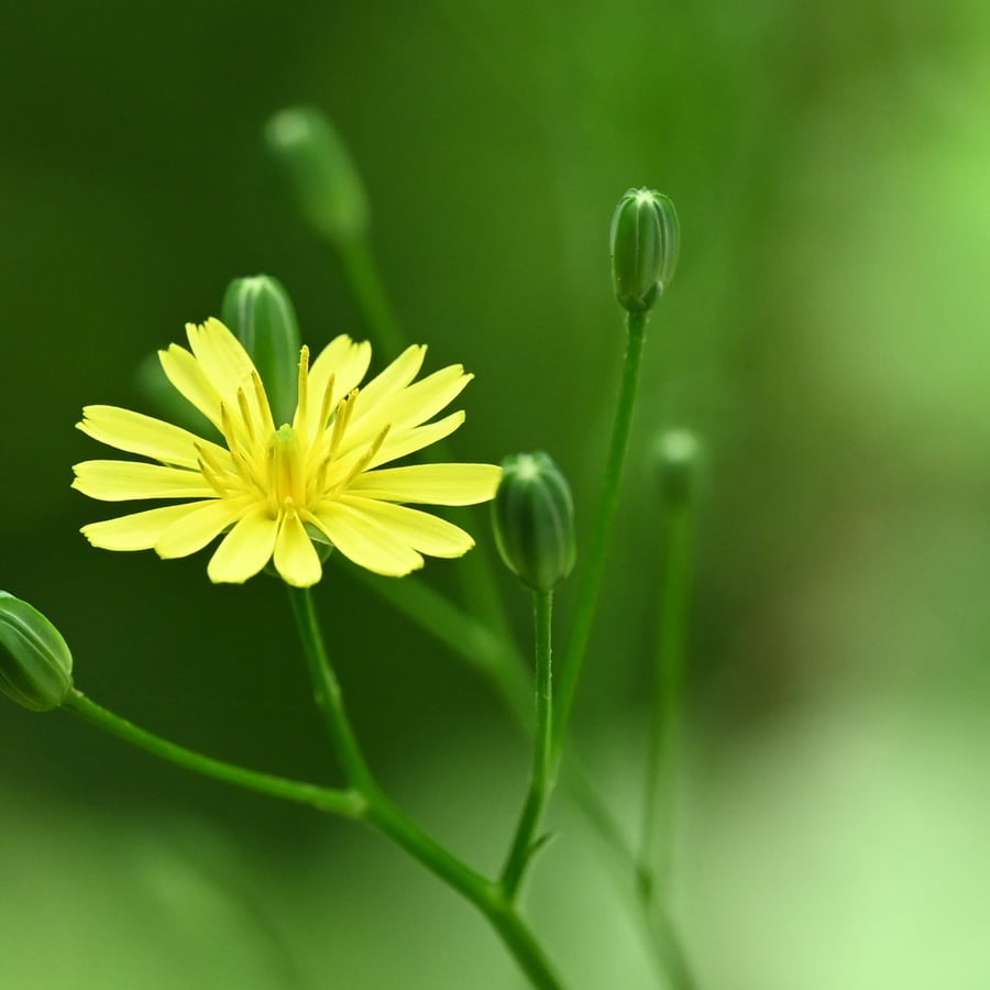 Akkerkool (Lapsana communis) zaden