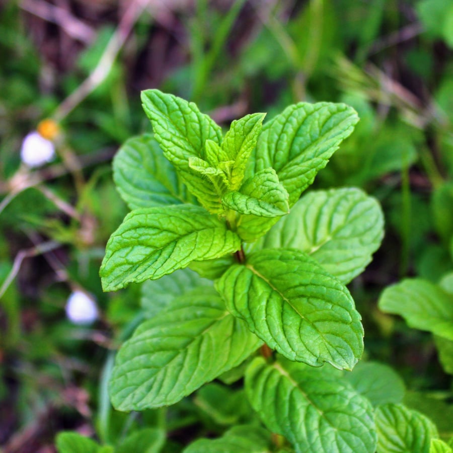 Pepermunt (Mentha piperita) zaden