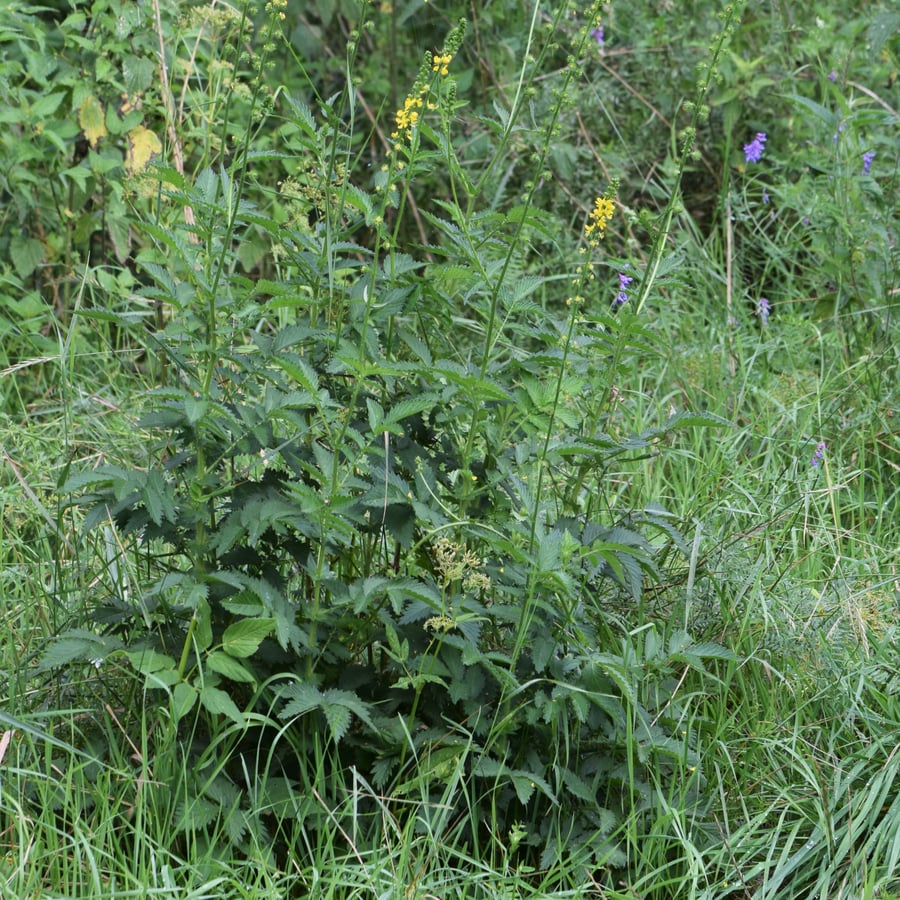 Welriekende agrimonie (Agrimonia procera) zaden