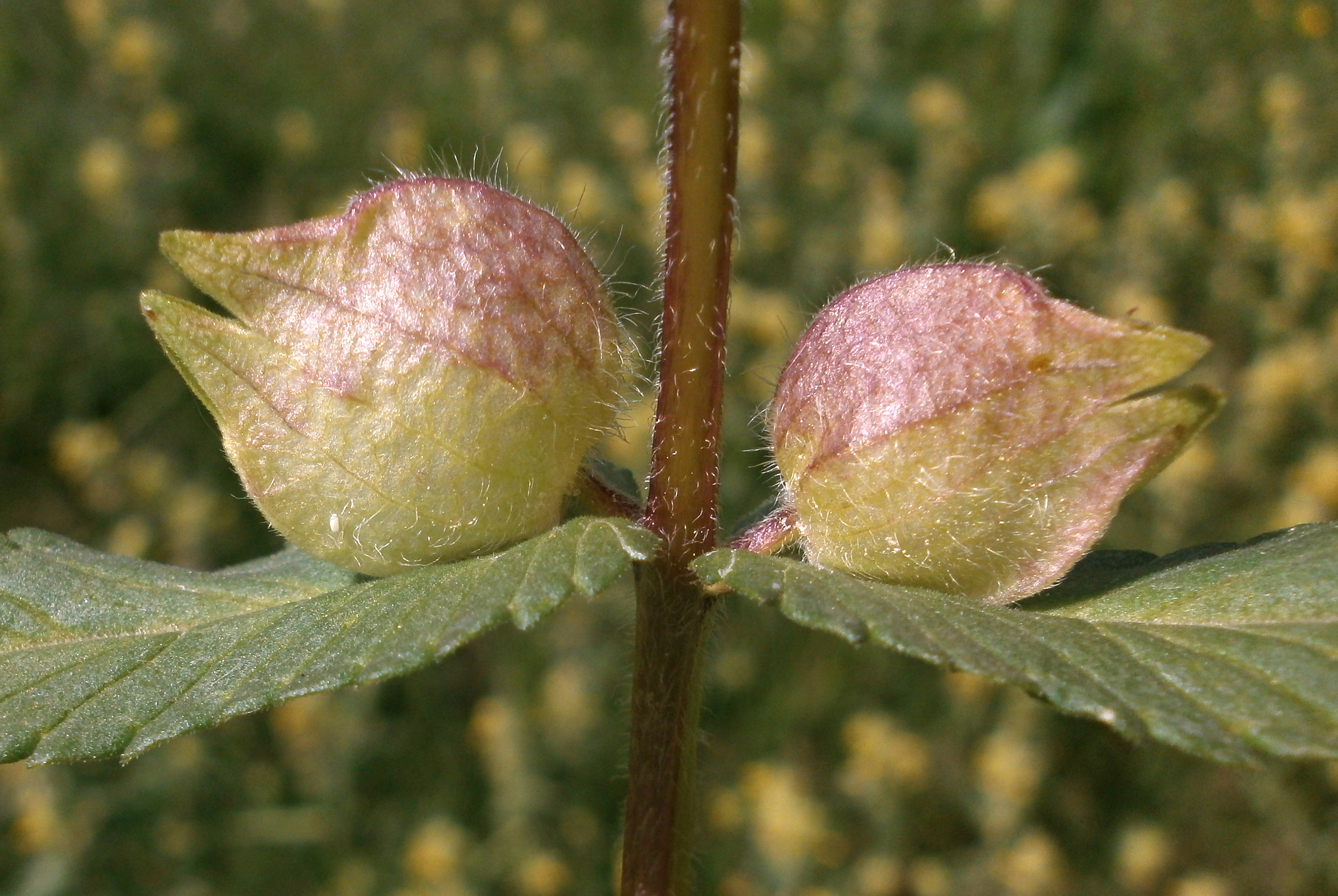 Harige ratelaar (Rhinanthus alectorolophus) zaden
