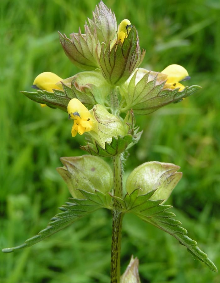 Kleine ratelaar (Rhinanthus minor) zaden
