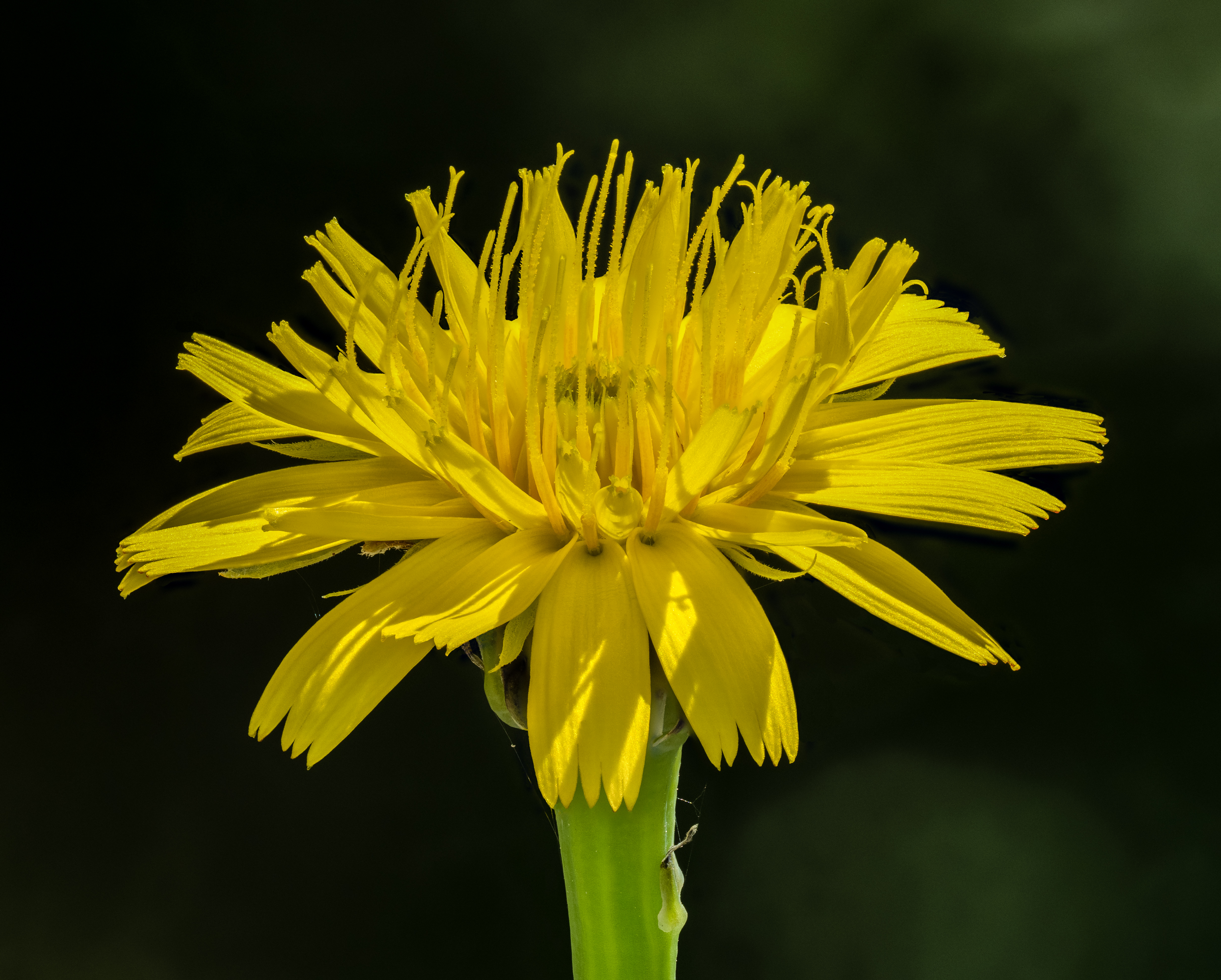 Groot streepzaad (Crepis biennis) zaden