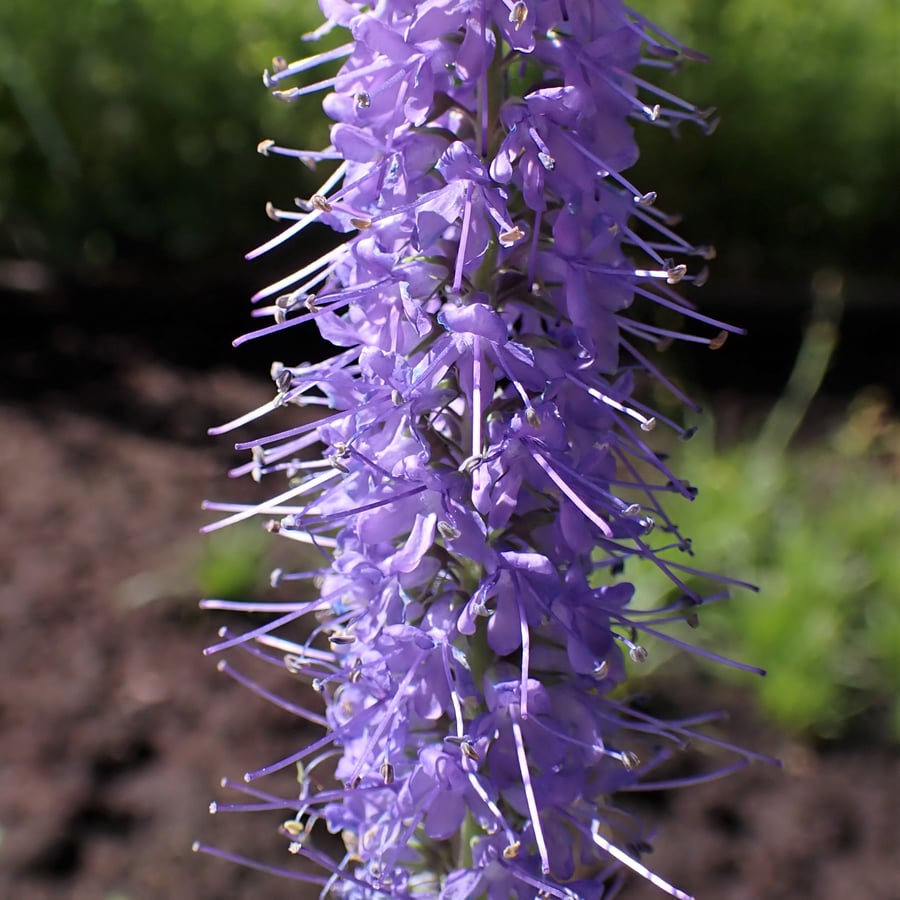 Lange ereprijs (Veronica longifolia) zaden