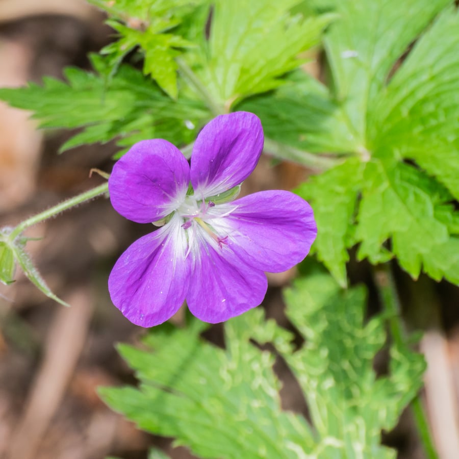 Bosooievaarsbek (Geranium sylvaticum) zaden