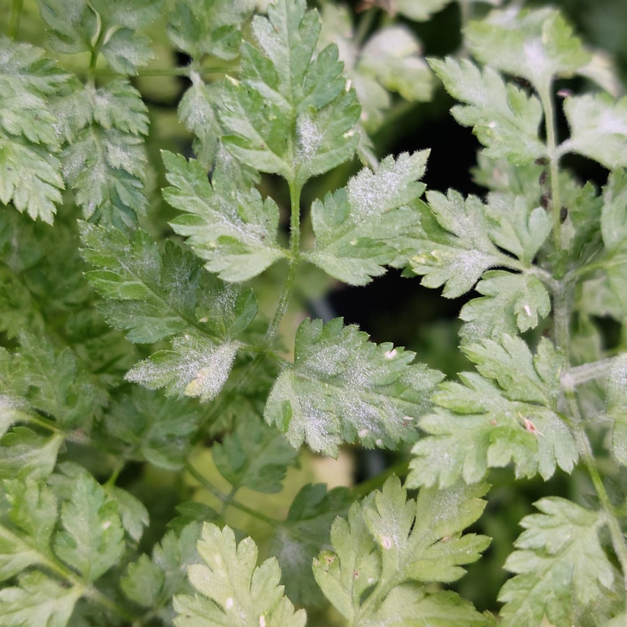 Kervel (Anthriscus cerefolium) zaden