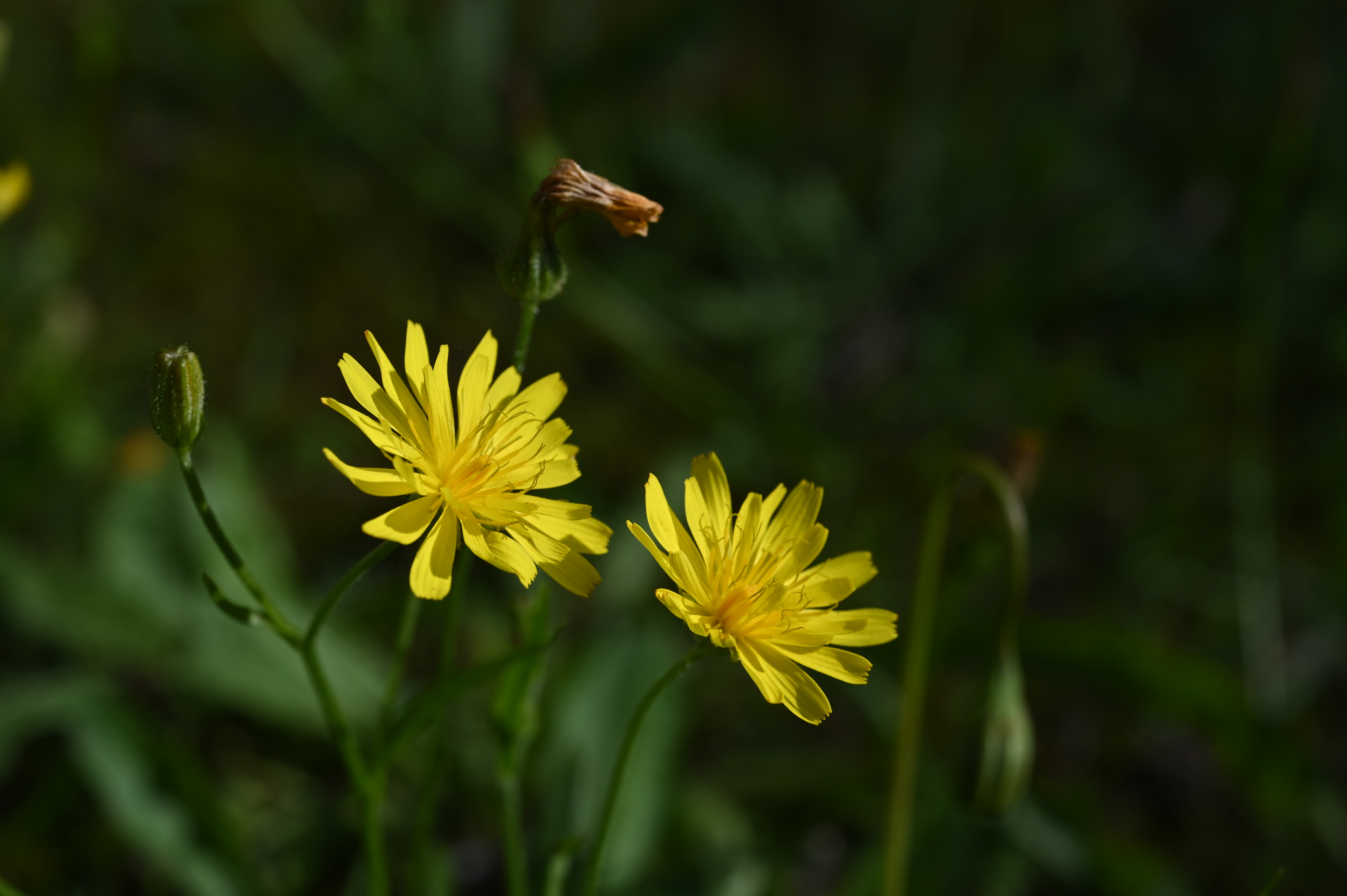 Vertakte leeuwentand (Scorzoneroides autumnalis) zaden
