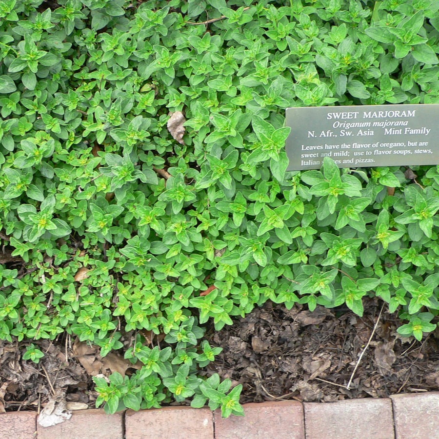 Echte marjolein (Origanum majorana) zaden