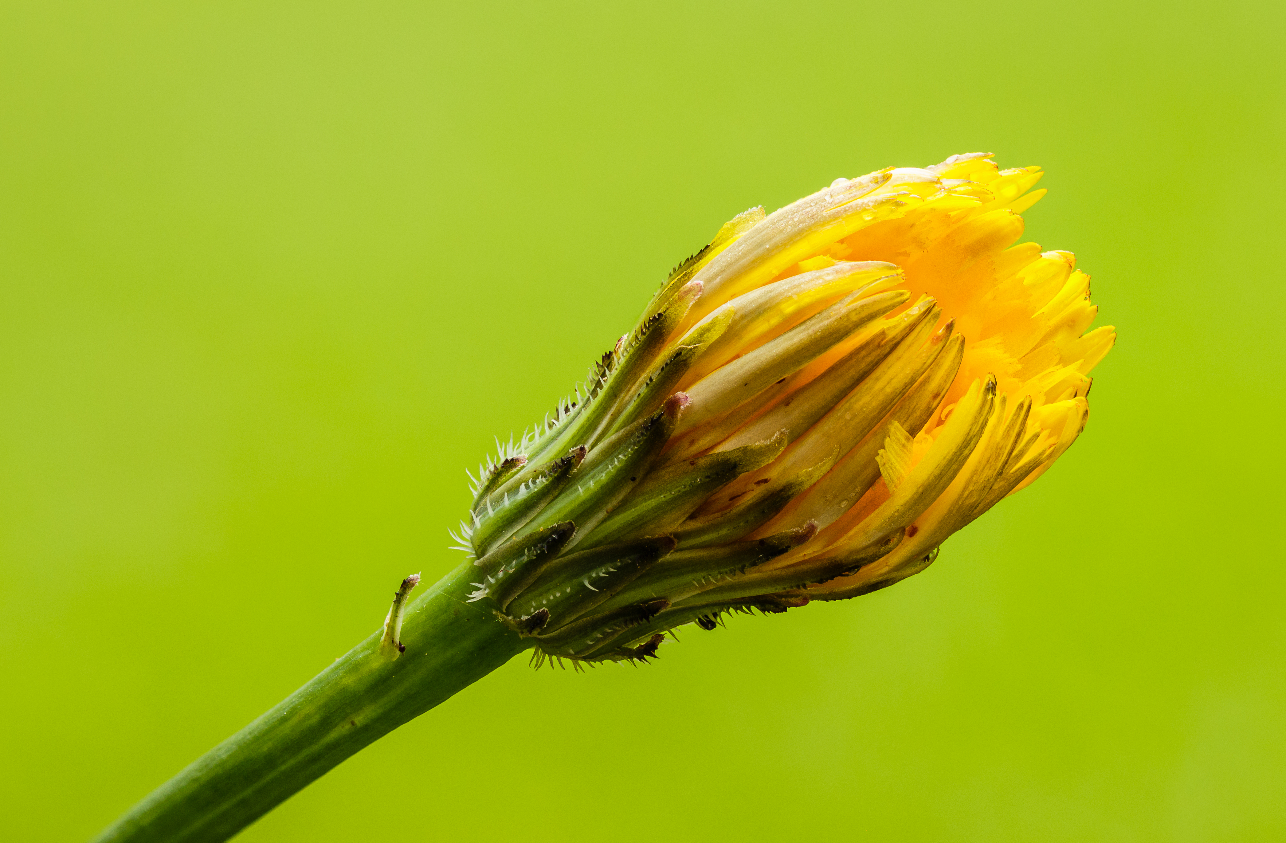 Gewoon biggenkruid (Hypochaeris radicata) zaden