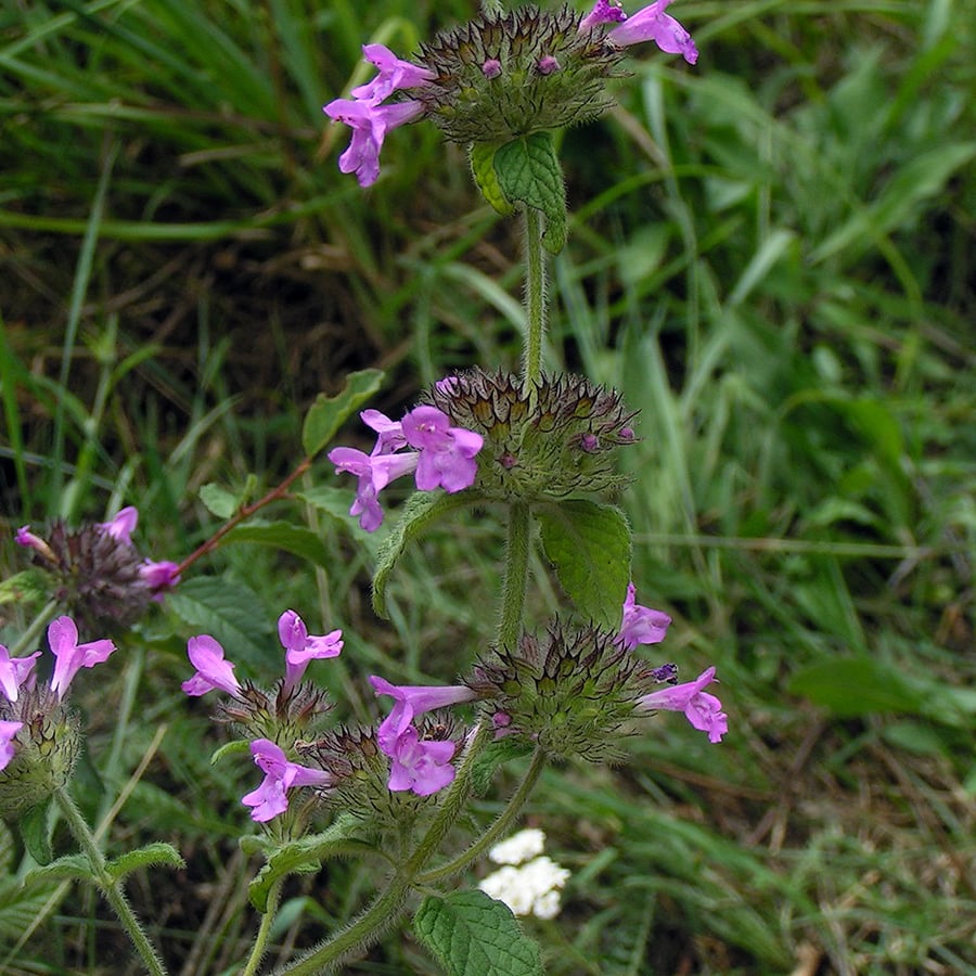 Borstelkrans (Clinopodium vulgare) zaden