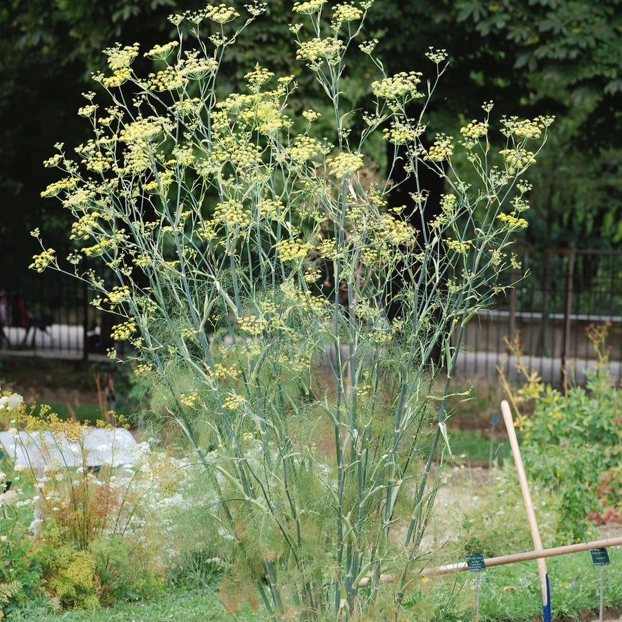 Venkel (Foeniculum vulgare) zaden