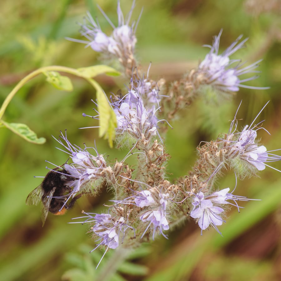 Phacelia (Phacelia tanacetifolia) zaden