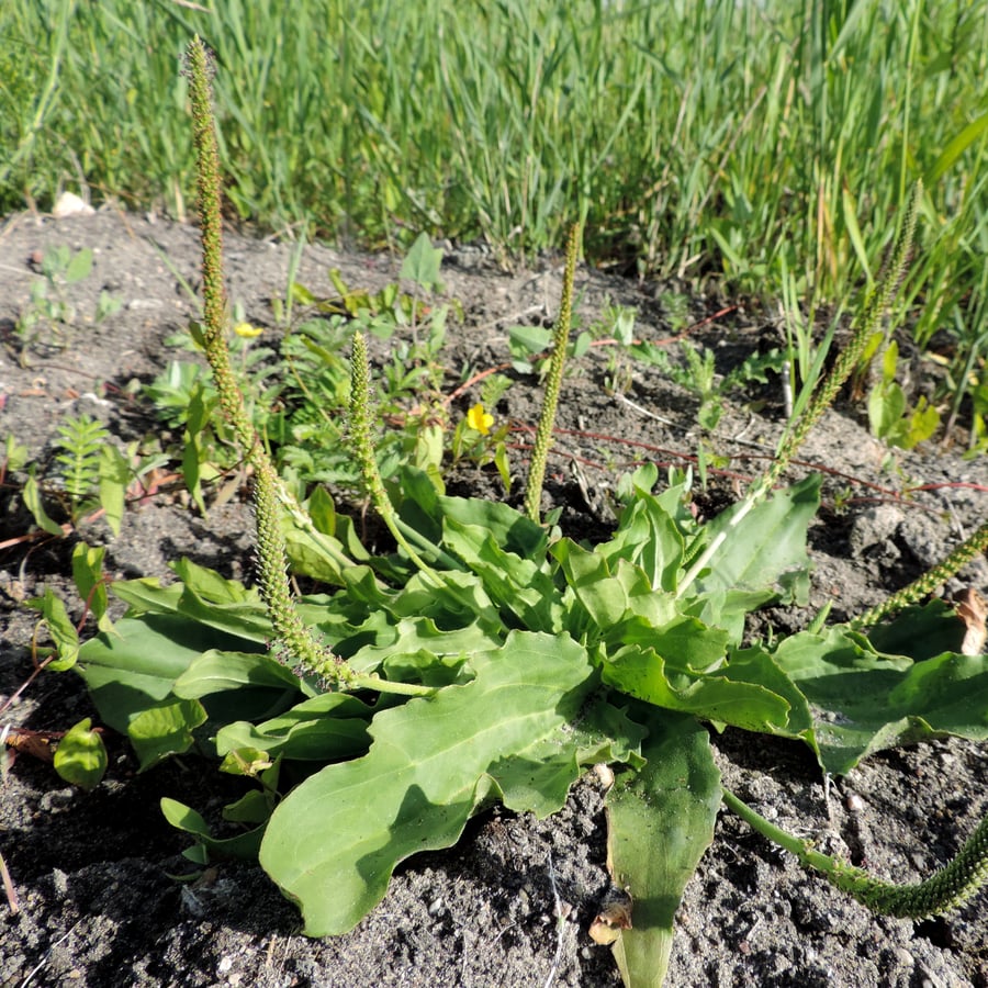 Grote weegbree (Plantago major ssp. major) zaden