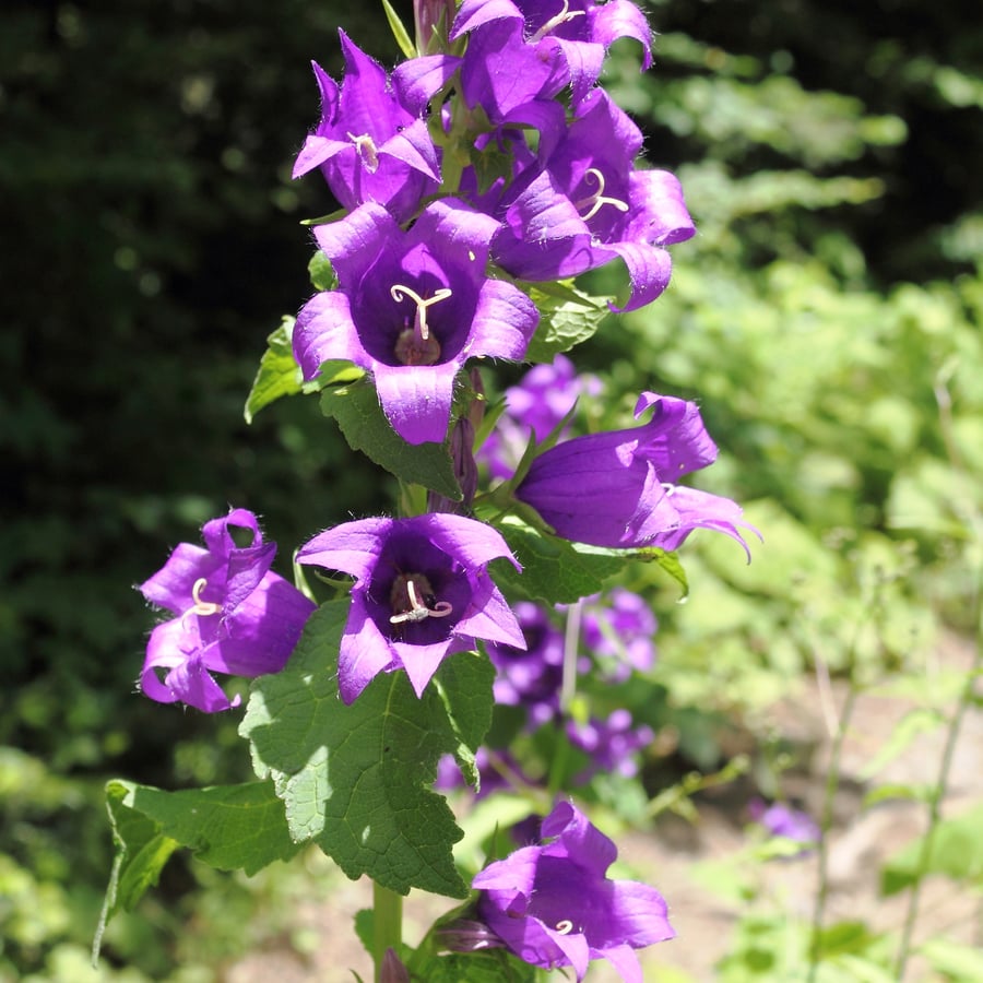 Ruig klokje (Campanula trachelium) zaden