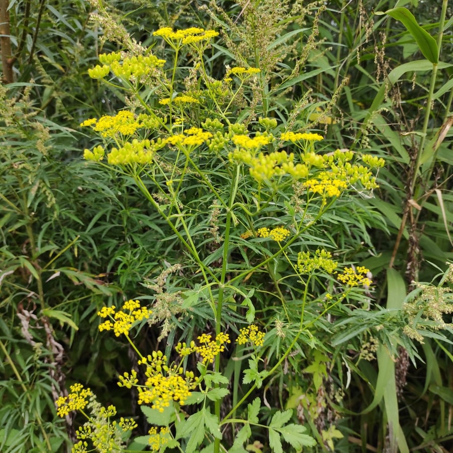 Gewone pastinaak (Pastinaca sativa ssp. sativa) zaden
