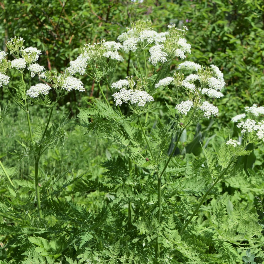 Roomse kervel (Myrrhis odorata) zaden
