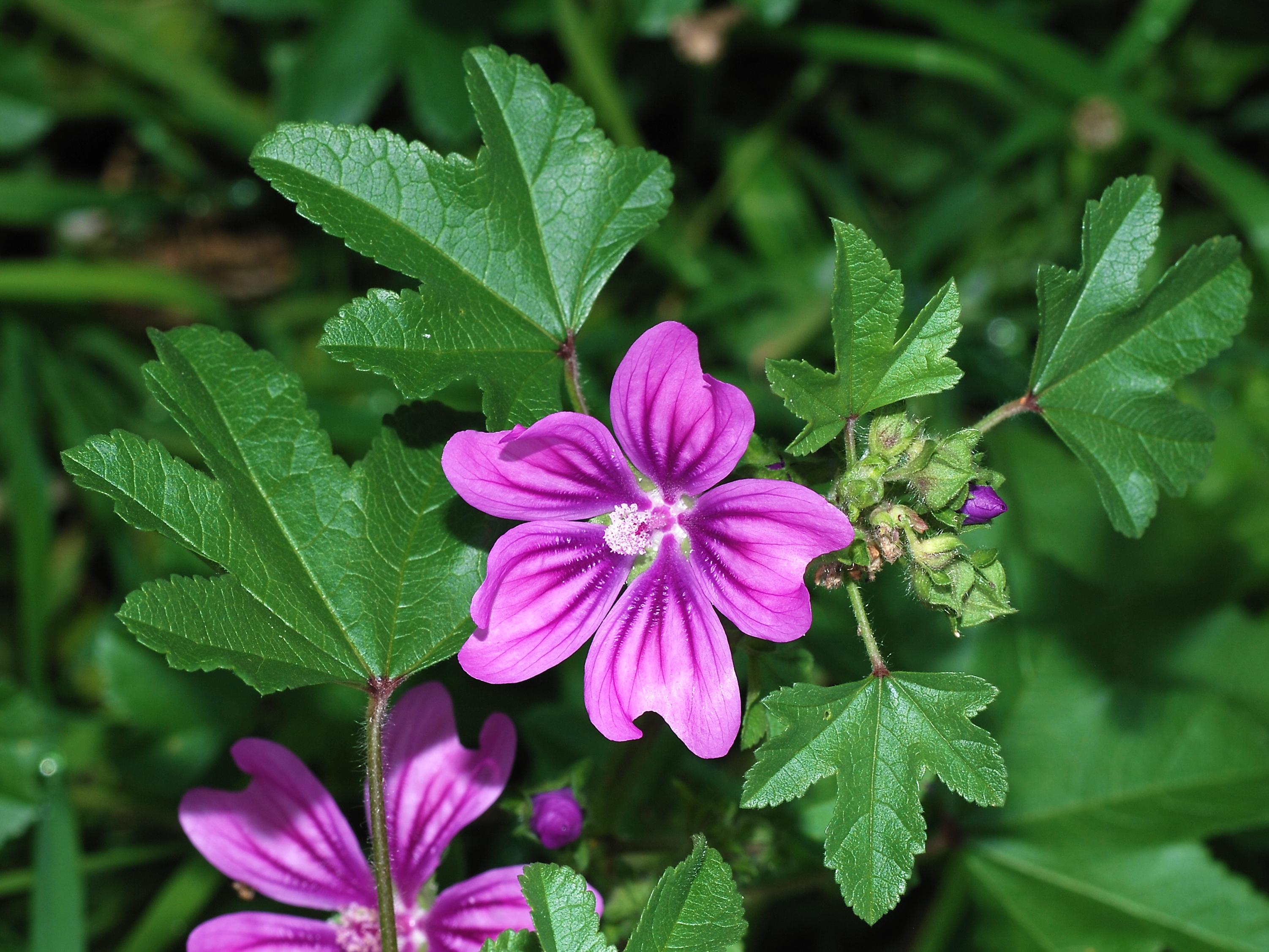 Groot kaasjeskruid (Malva sylvestris) zaden