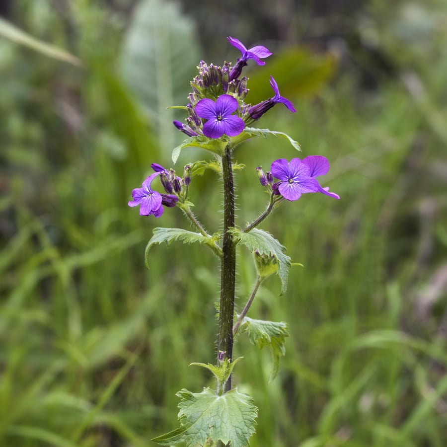 Tuinjudaspenning (Lunaria annua) zaden
