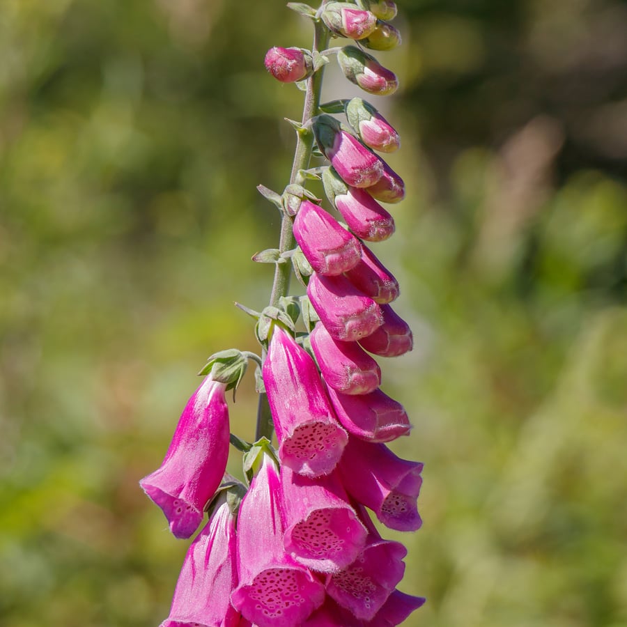 Vingerhoedskruid (Digitalis purpurea) zaden