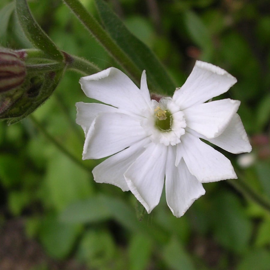 Avondkoekoeksbloem (Silene latifolia ssp. alba) zaden
