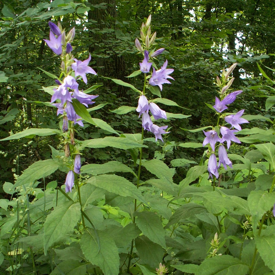 Breed klokje (Campanula latifolia) zaden