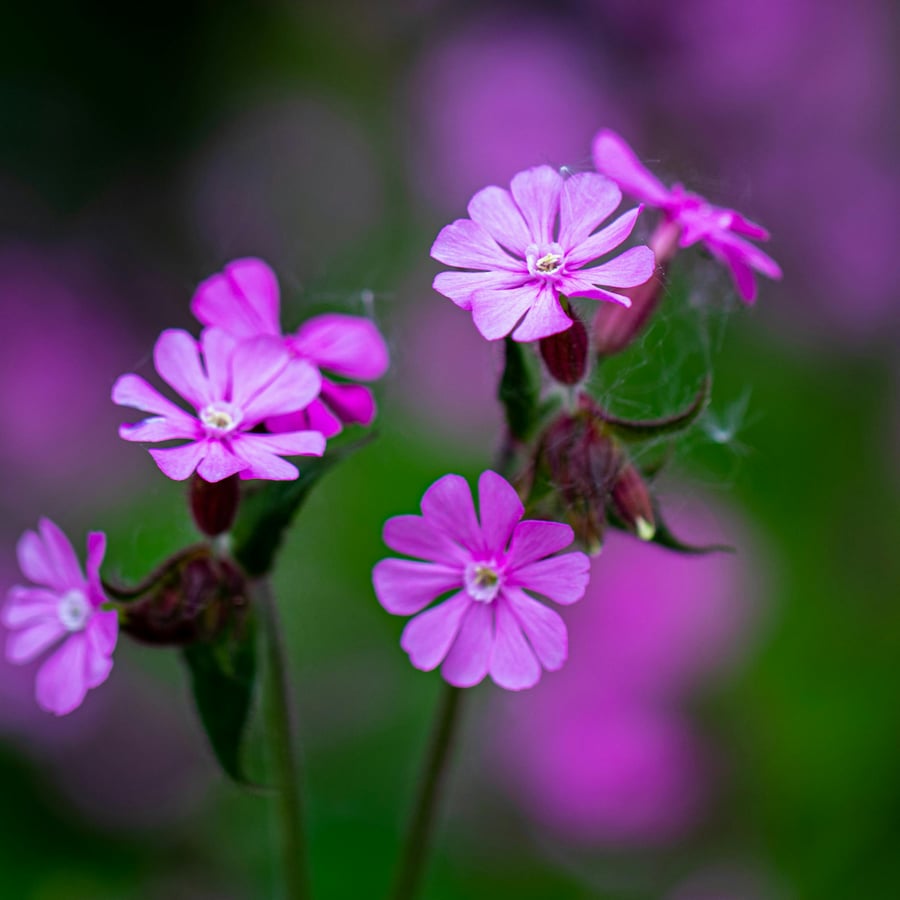 Dagkoekoeksbloem BIO (Silene dioica) zaden